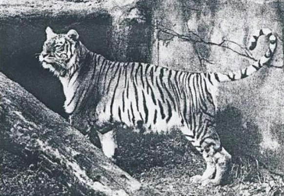 Panthera tigris balica (Bali tiger, Balinese tiger) - The Recently ...