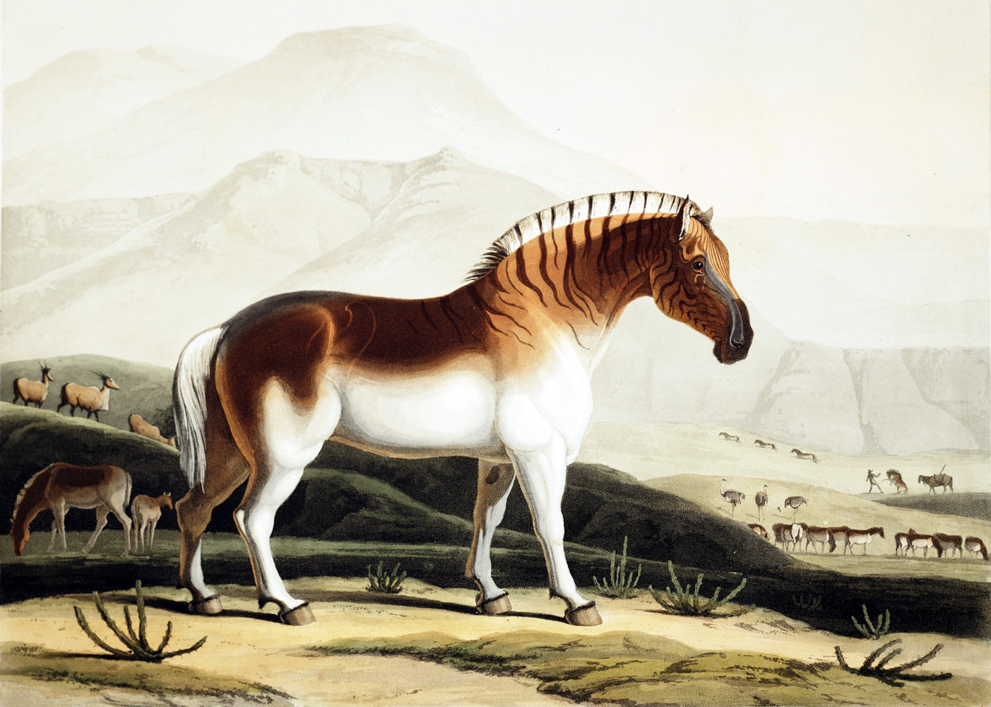 Equus Quagga Quagga Quagga The Recently Extinct Plants And Animals Equus Quagga Quagga Quagga The Recently Extinct Plants And Animals