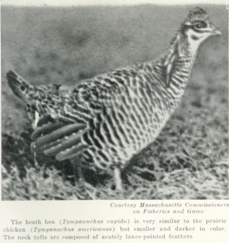 About the Heath Hen