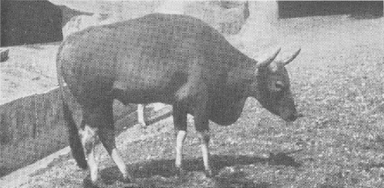 Bœuf (animal) — Wikipédia