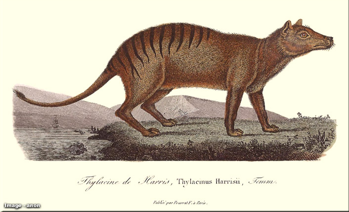 Long-extinct Tasmanian tiger may still be alive and prowling the