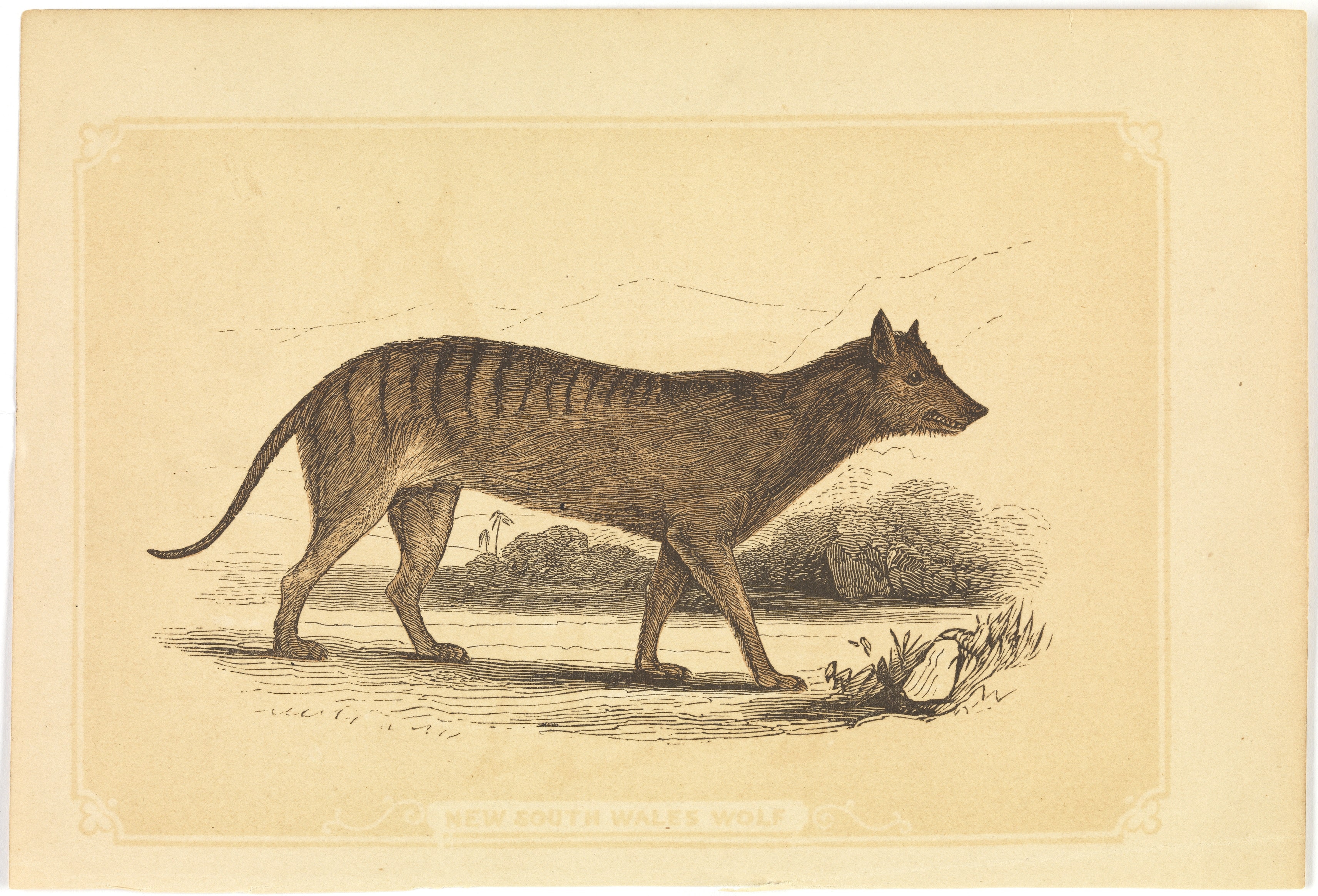 Carnivorous Nights: On the Trail of the Tasmanian Tiger