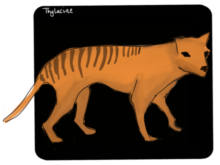 Thylacine hunting behavior: Case of crying wolf?