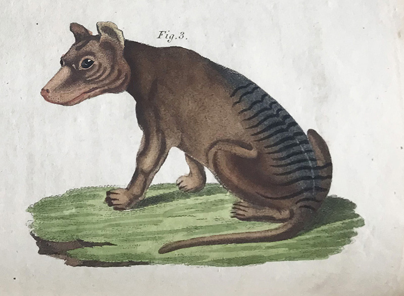 Letter from a Tasmanian Tiger - Museums Victoria